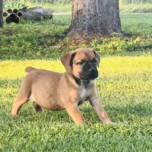 Lulu, African Boerboel Puppy